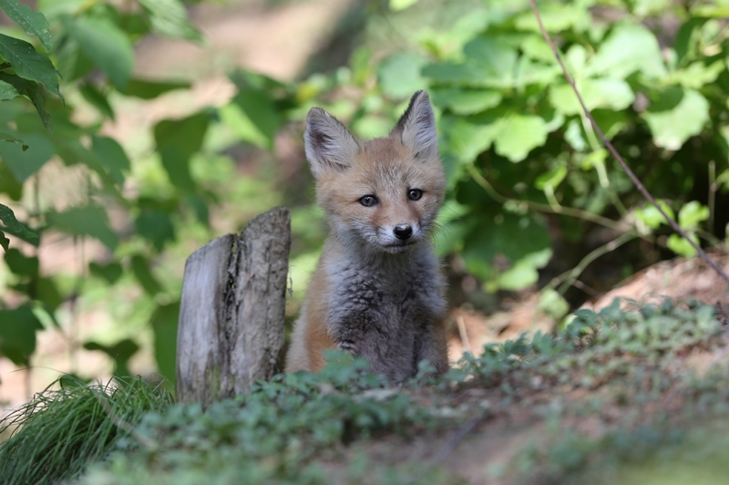 Korean red fox ©KNPS